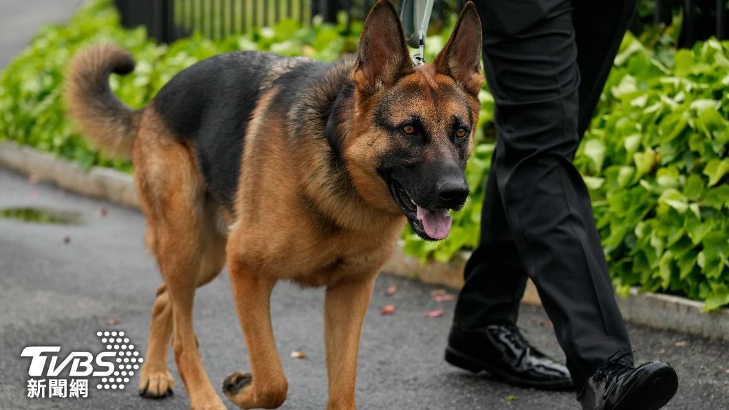 隨扈大不易!美媒爆:拜登愛犬4個月竟咬傷特勤10次