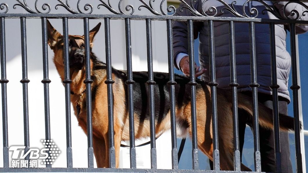 拜登總統愛犬「司令」被爆料,4個月內讓7名特勤人員受傷。(圖/達志影像美聯社)