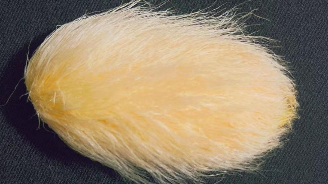 芒果核當寵物？大陸年輕人瘋養「芒狗」　飼主：毛茸茸好紓壓