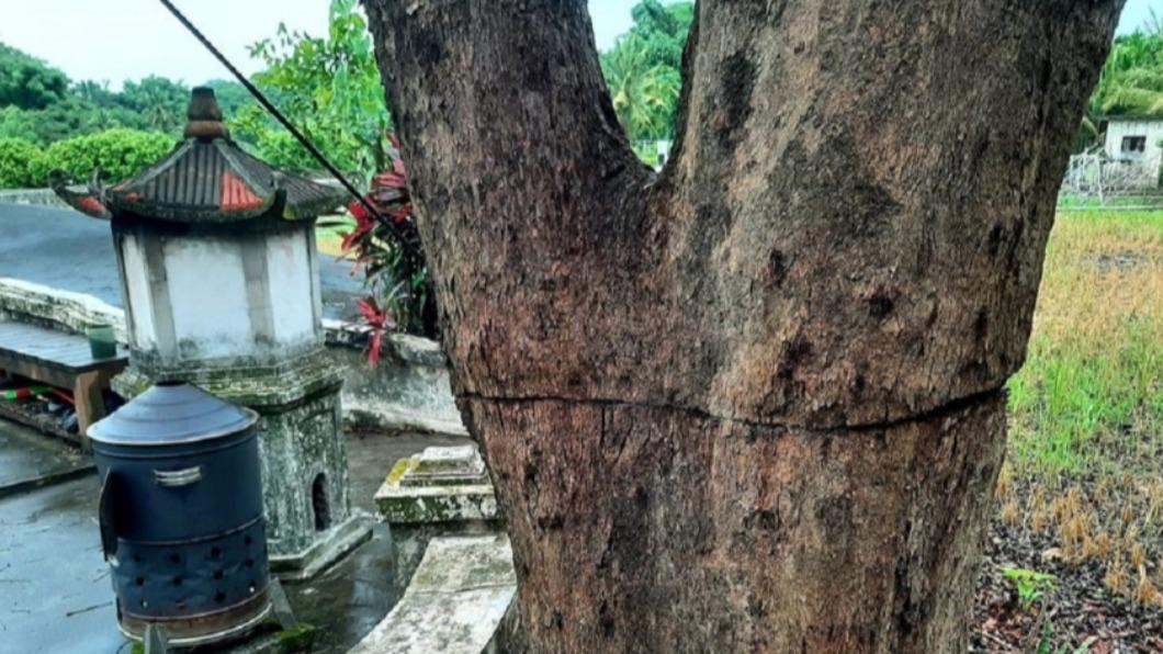 高市美濃茄苳樹遭鋸1圈樹葉盡落 地方報警緝凶
