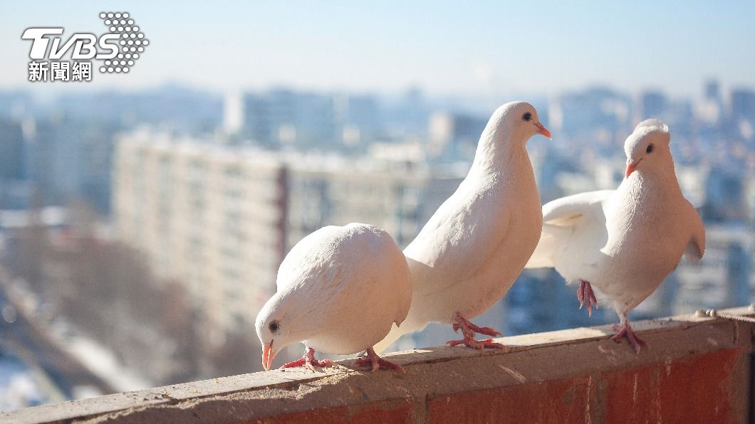 保全笑稱,白鴿為倫敦「當地人」。(示意圖/shutterstock達志影像)