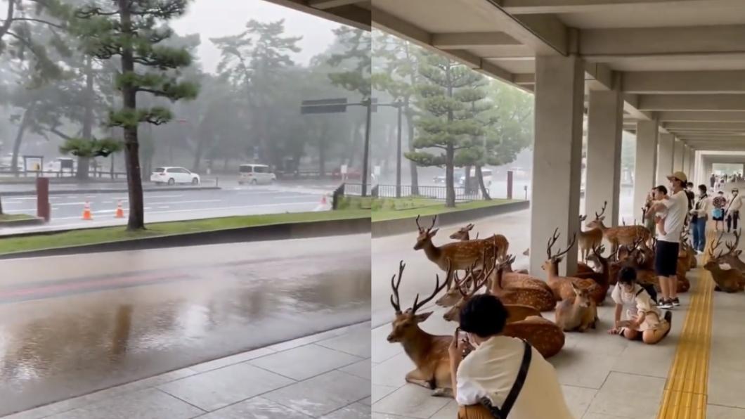 有片/不只會鞠躬!奈良鹿遇暴雨 屋簷下乖乖陪遊客躲雨