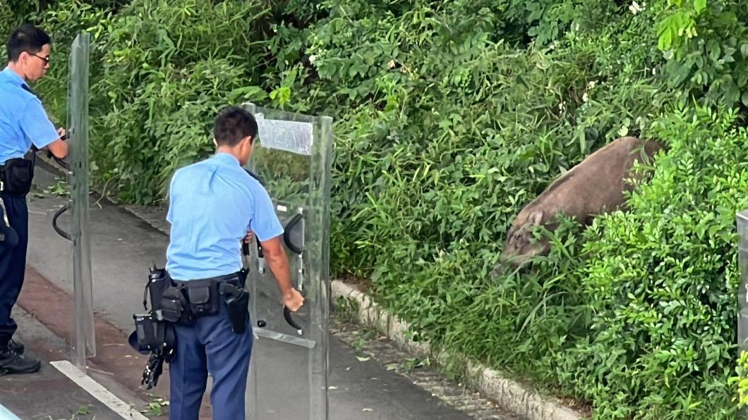 港警圍捕野豬。(圖/香港01)