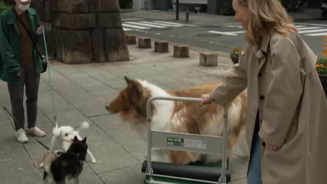 其他狗狗看到TOCO也愣在原地。(圖/翻攝自動物になりたいYouTube頻道)
