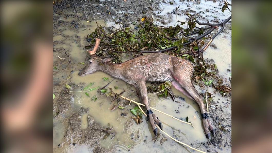 颱風夜驚魂!兩嫌偷3鹿還綑綁賤賣 竟釀一死一重傷