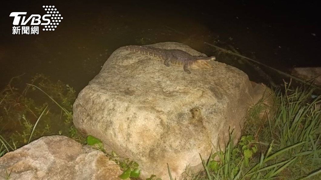 凹子底公園驚見鱷魚!高雄惡作劇男「自導自演」下場曝光