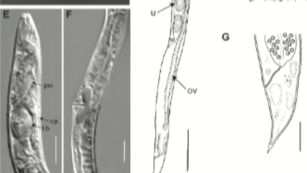 科學家在永久凍土約40公尺深處發現線蟲。(圖/翻攝自PLoS Genetics網站)