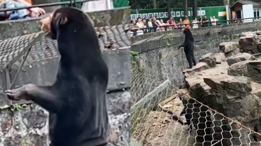 又是工讀生?黑熊「站直揮手」遊客全看傻 動物園無奈吐真相