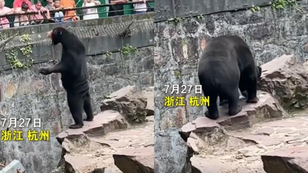 馬來熊還會向遊客乞討食物。（圖／翻攝自微博《時間視頻》）