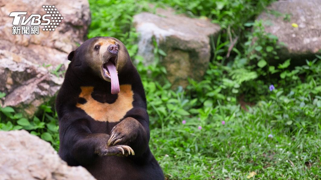 馬來熊為熊科動物體型最小成員。（示意圖／shutterstock達志影像）