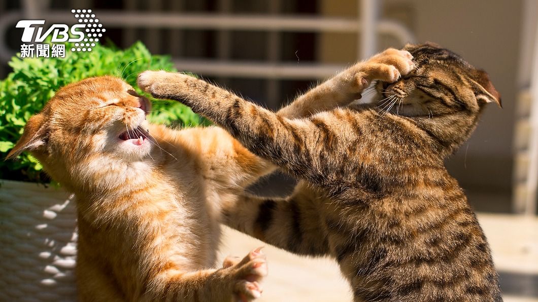 網友表示自己和準弟媳發生口角。（示意圖／shutterstock達志影像）