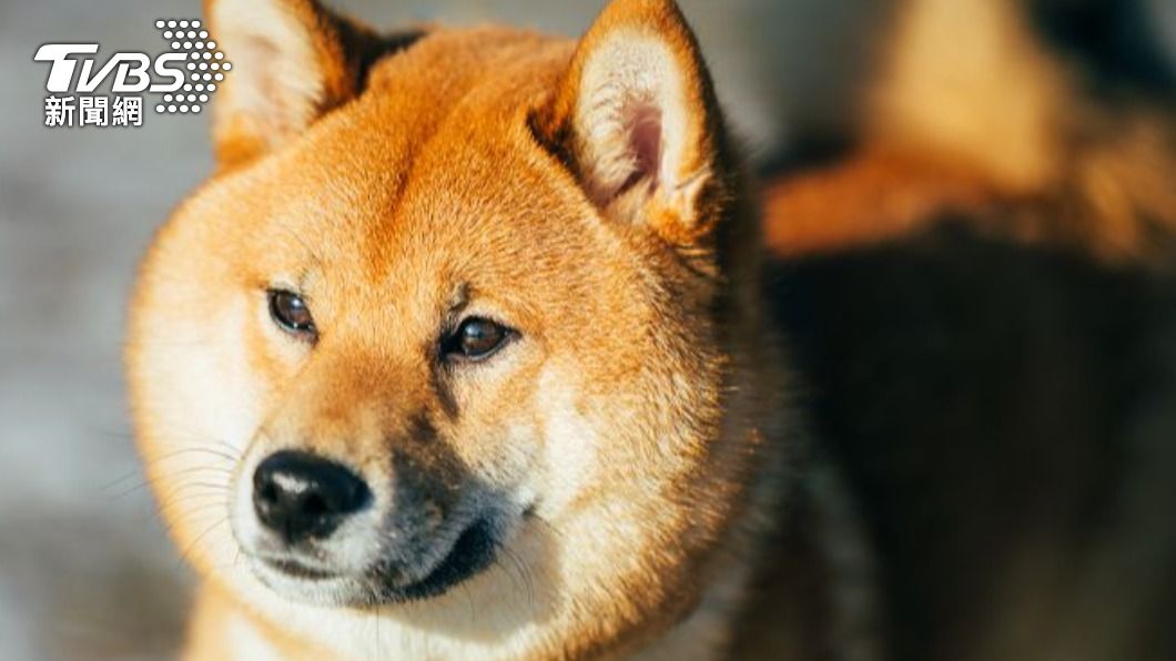 放任柴犬咬死貴賓!寵物旅館推「員工疏失」 飼主淚告結果曝