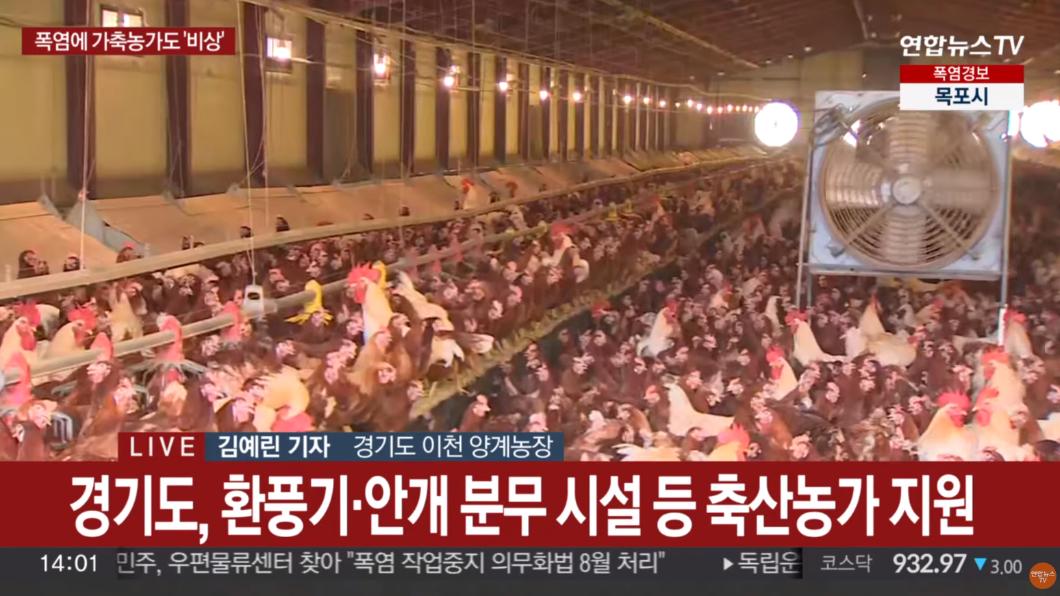 養殖場24小時全天候打開電扇、冷氣，高額電費也讓業者吃不消。（圖／翻攝韓聯社YonhapnewsTV）