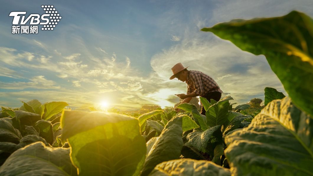 除颱風天淹水外，也常有農夫、畜牧業遭感染。（示意圖，非當事人／shutterstock達志影像）