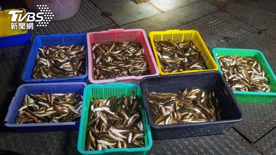 外來種魚虎橫行日月潭 南投縣府4年移除6.6萬尾幼魚