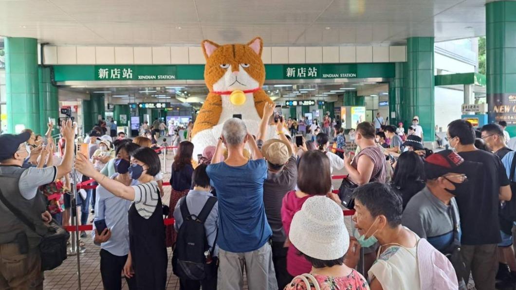 貓奴們手刀衝！巨大厭世貓坐鎮華山　市集、抽獎一次來