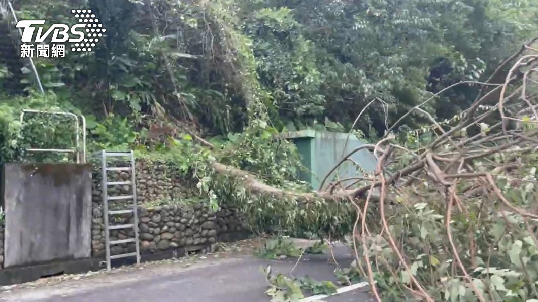 邊坡路樹疑似不堪強風吹拂後倒塌。(圖/TVBS)
