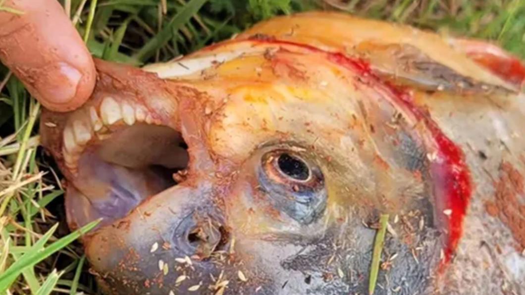 這隻魚的牙齒與人類非常像。(圖/翻攝自Twitter@OKWildlifeDept)