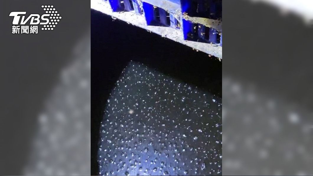 台南永康停車場驚見「上萬隻孑孓」 重大孳生源遭罰1.5萬