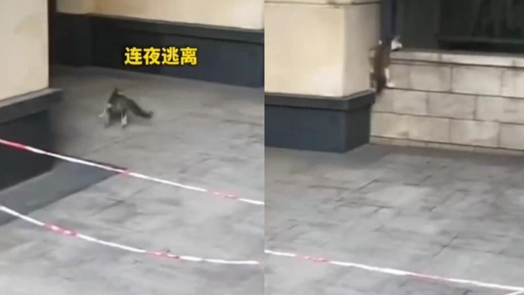 貓咪獲救後驚慌逃跑。(圖/翻攝自微博《都市時報》)