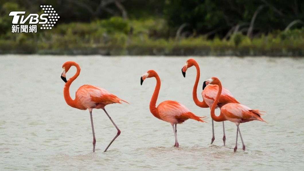 墨西哥蓋新機場 挖出1萬2千年前更新世「紅鸛蛋化石」
