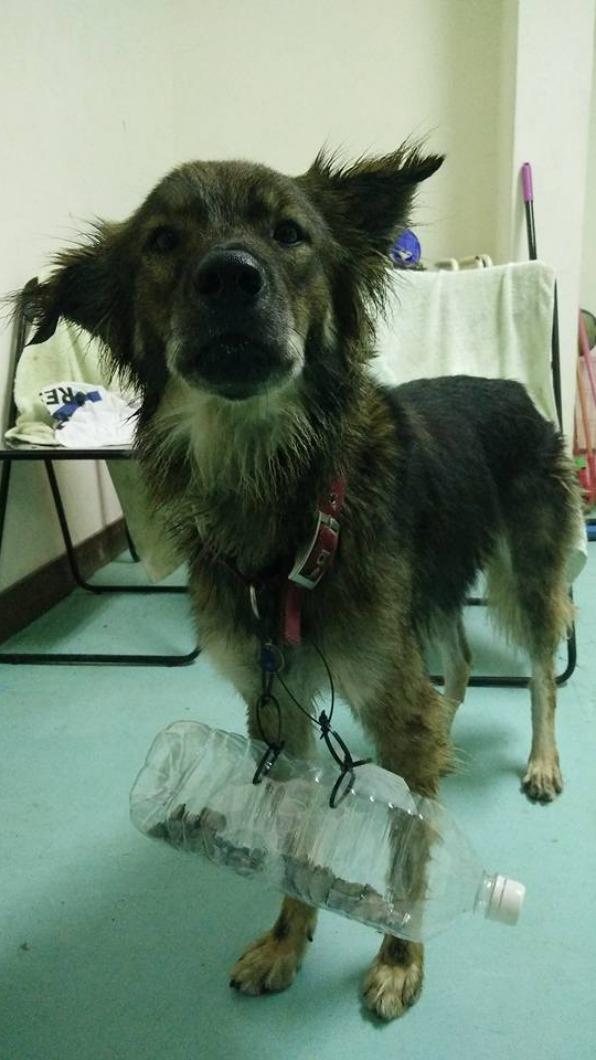 校狗追車,照顧社團在校犬胸前綁上寶特瓶來阻止 。(圖/臉書)