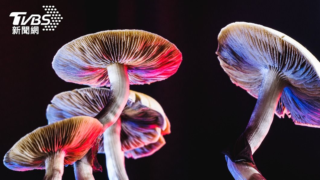 警方推測是誤食毒魔菇所致。(示意圖/Shutterstock達志影像)