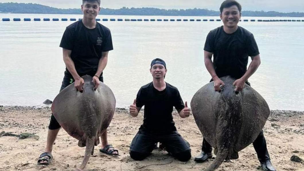 魟魚很可能是寬牛尾鰩（broad cowtail rays）或牛尾鰩（cowtail rays）。（圖／翻攝自《海峽時報》）