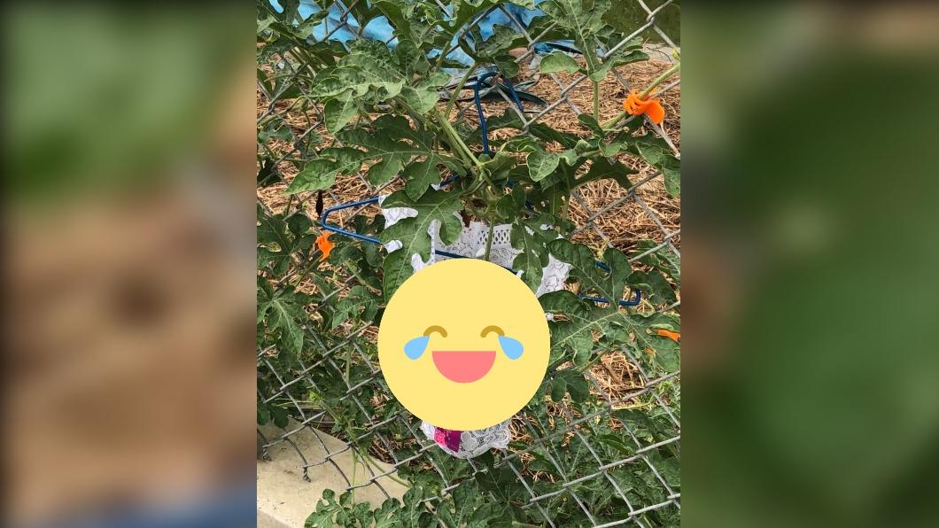 農園驚見「此物」包一排西瓜！網笑翻讚：還好吊牌沒拆