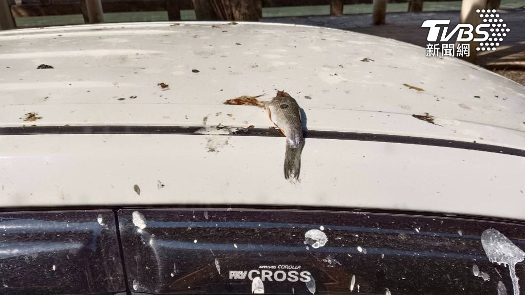 停車奇觀!這次不只有鳥屎 還會下「魚」