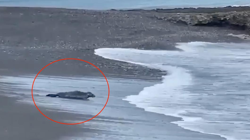 不是眼花！屏東旭海驚見海豹　海生館澄清：館內海豹沒逃脫