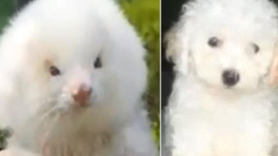 男子花4千元購入「2隻貴賓犬」!獸醫一檢查驚喊:根本不是狗