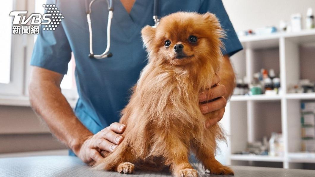 獸醫發現2隻不是狗狗。(示意圖,與新聞無關/shutterstock達志影像)