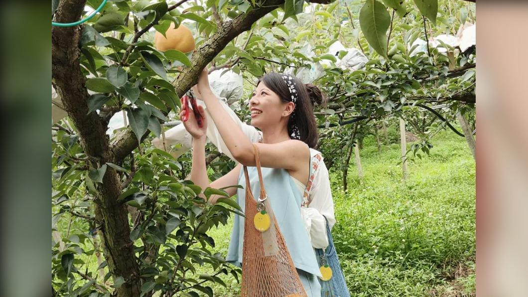 民衆還能體驗現摘水梨。(圖/梨之鄉休閒農業區提供)