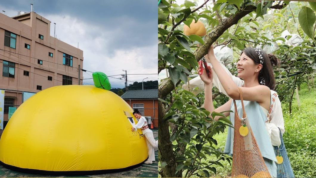 台中景點+1！超巨大「厭世水梨」隨你拍　還能現場動手摘