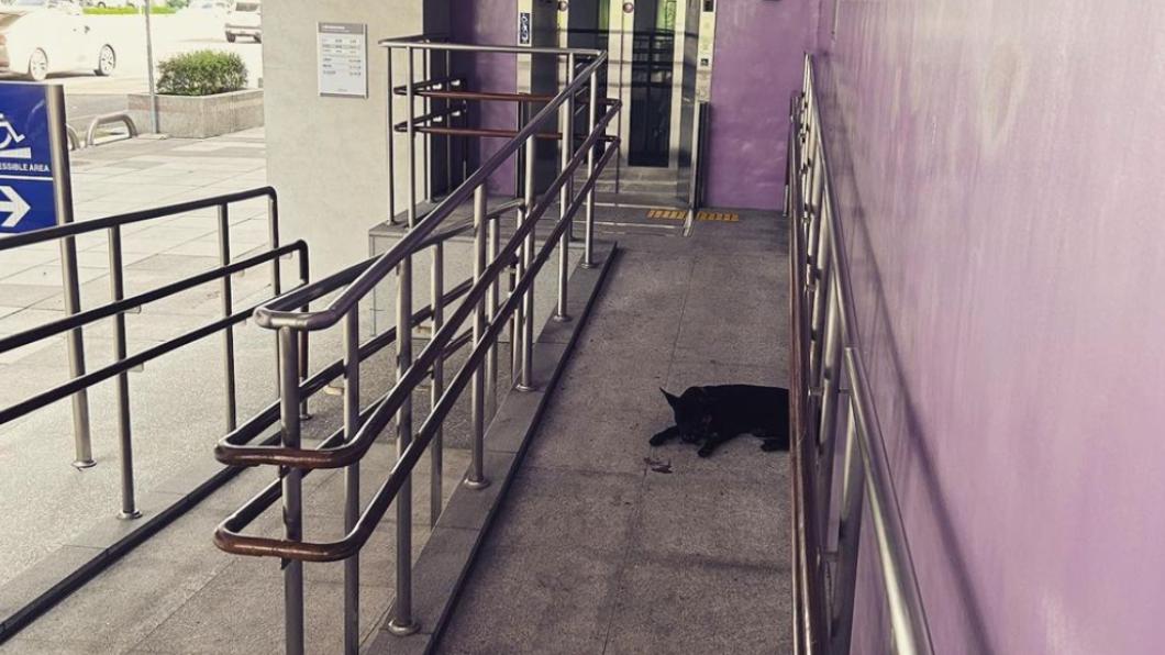 黑狗急救三天後宣告不治。(圖/翻攝自3.9homehome IG)