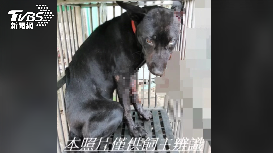 痛心！小黑狗疑遭虐「半臉被削掉」倒捷運站　撐3天仍走了