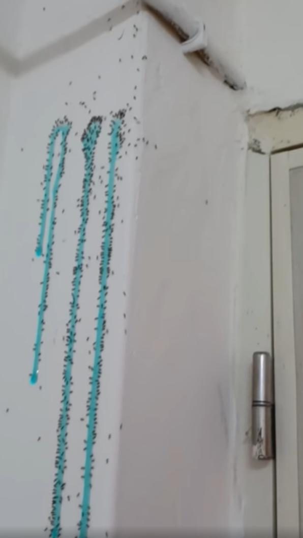 螞蟻大軍密密麻麻在屋內牆壁上爬行。(圖/翻攝自爆怨2公社臉書)