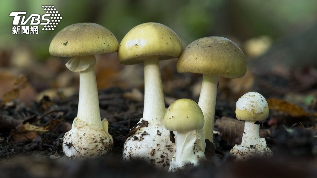 「死帽菇」只要吃進約30克就有致命可能性,有「世界第一毒菇」之稱。(示意圖/shutterstock達志影像)