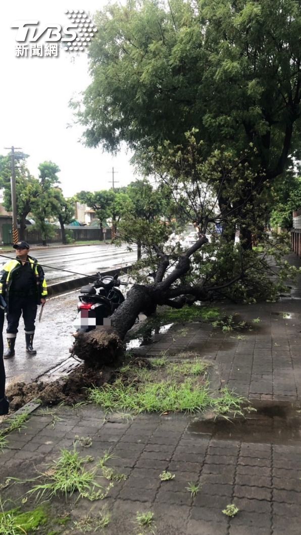 警方除迅速將路樹移置路旁，場指揮交通並同步通報119及養工處派員到場處理。（圖／TVBS）