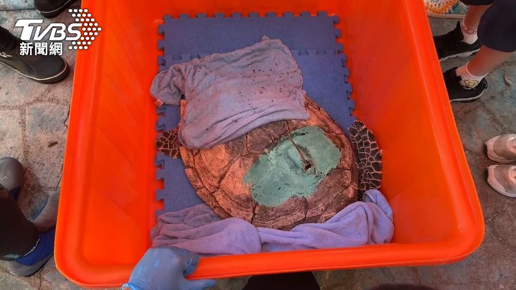 擱淺的海龜是1級瀕臨絕種保育類野生動物「玳瑁」。（圖／TVBS）