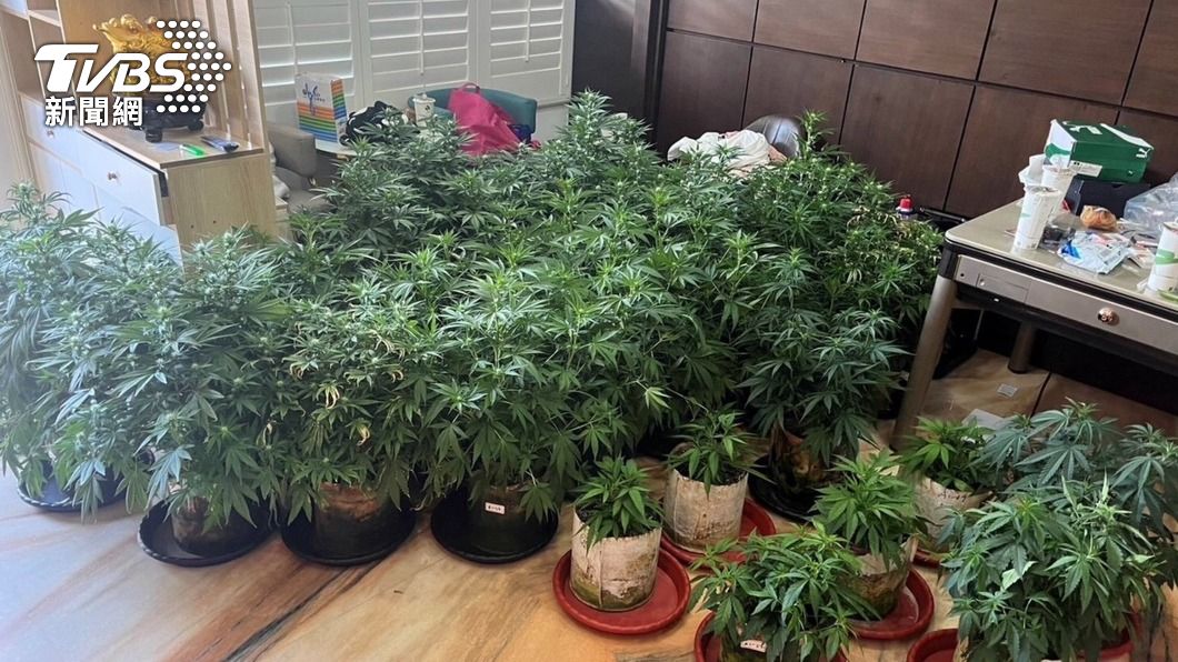 科技工程師租豪宅當「自耕農」種大麻 遭嘉義警方查獲
