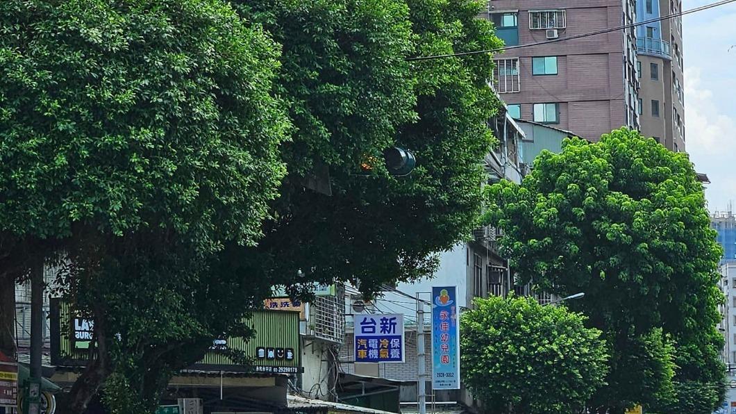 永遠「綠」燈!?路樹吞噬紅綠燈 居民:險象環生