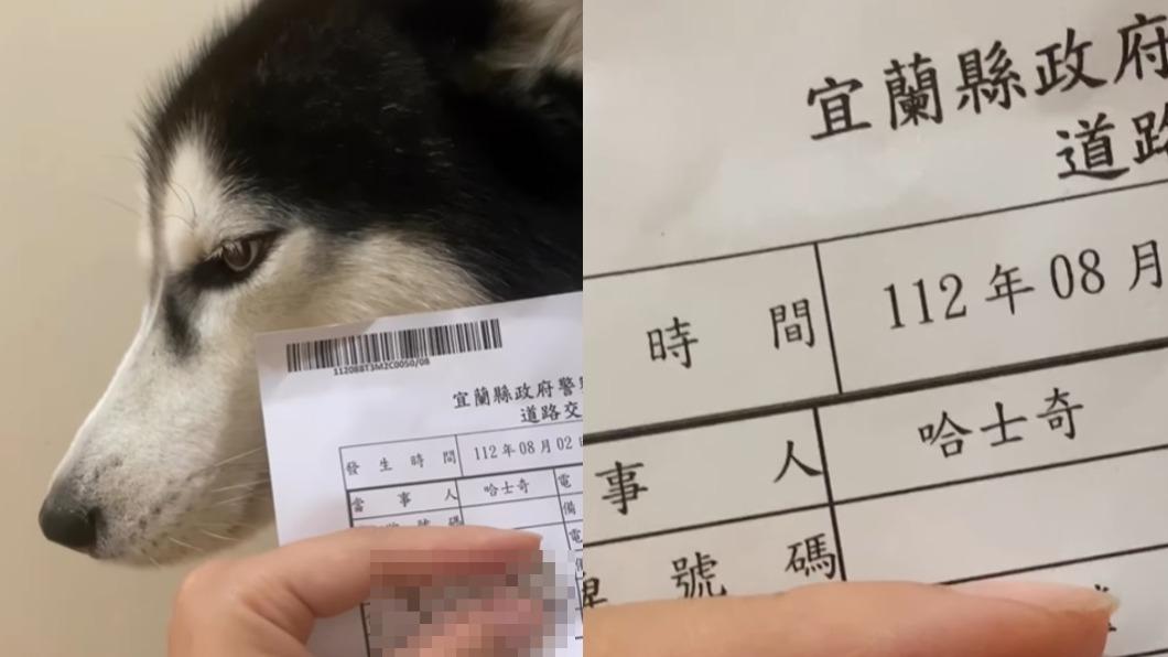 哈士奇闖禍!「被抓進警局做筆錄」主人崩潰 眼神閃躲模樣曝光