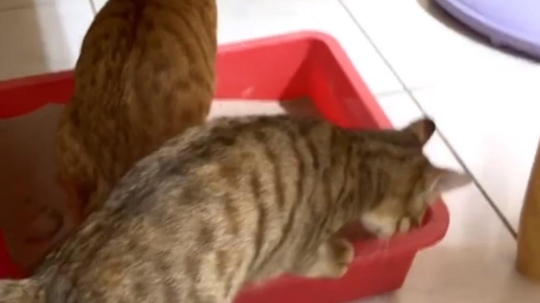 (圖/翻攝:貓咪也瘋狂俱樂部 CrazyCat club)