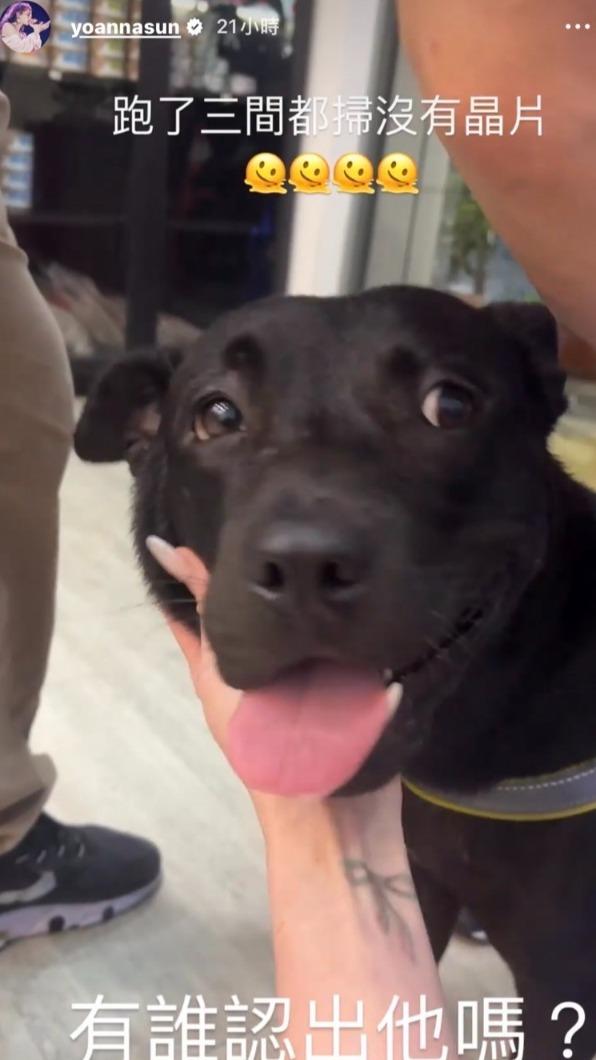孫尤安透過社群限動協尋狗主人。 (圖/孫尤安IG限動)