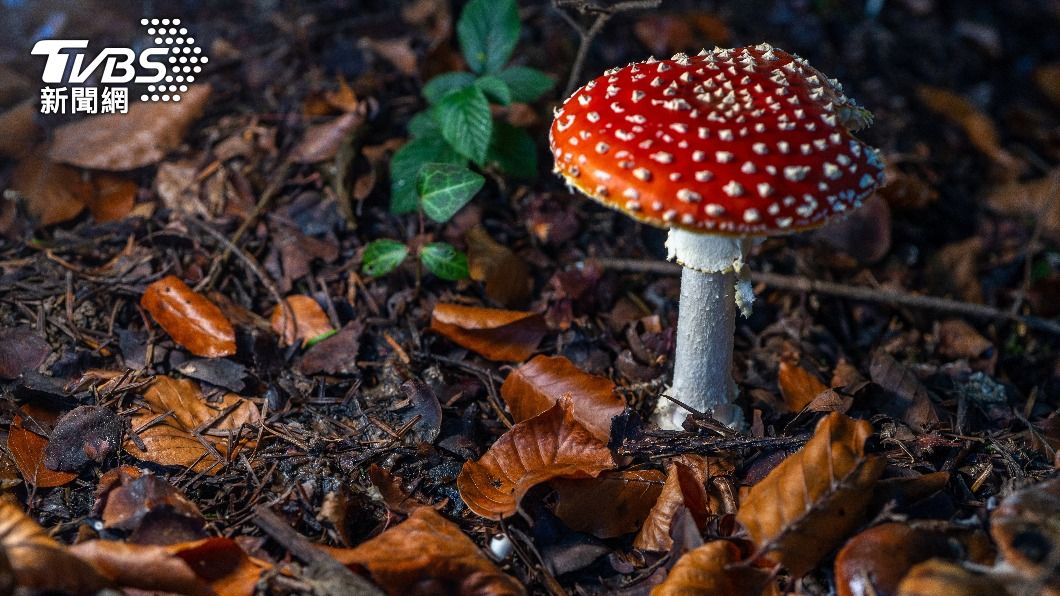 醫生指出誤食有毒蕈類可能損害臟器、嚴重者造成死亡。(示意圖/Shutterstock達志影像)