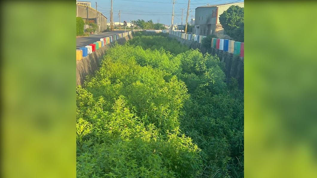 淤積未清!彰化大排雜草長成樹叢 竟變一片「森林公園」