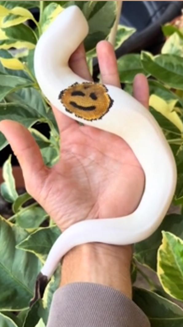 這條球蟒自帶笑臉圖案。(圖/翻攝自 b.n_exotics抖音)