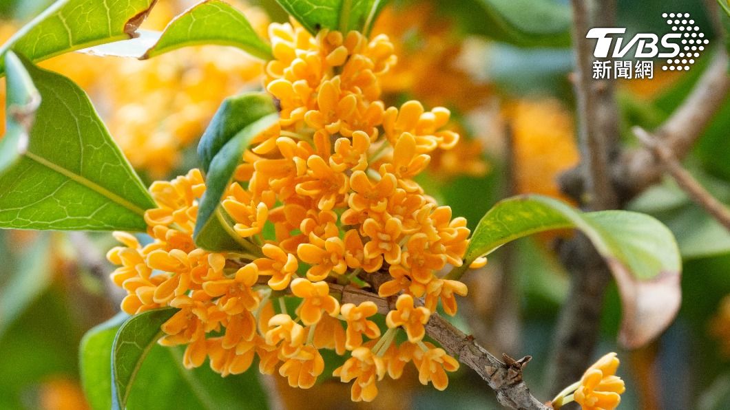 桂花有「找貴人」的含意。（示意圖／shutterstock達志影像） 